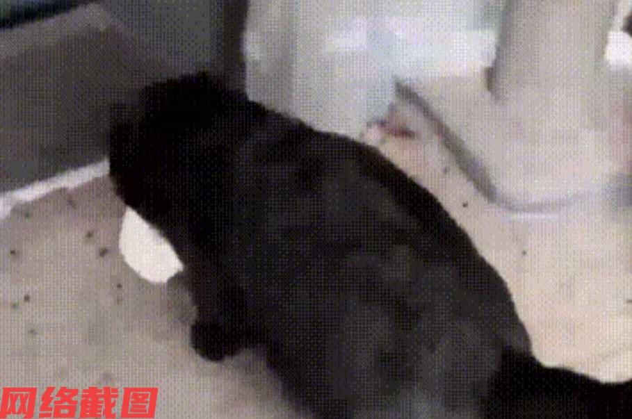 浙江有男子下楼取快递的一路里，看到了一只流浪猫。此刻男子看到这只黑色猫咪时，