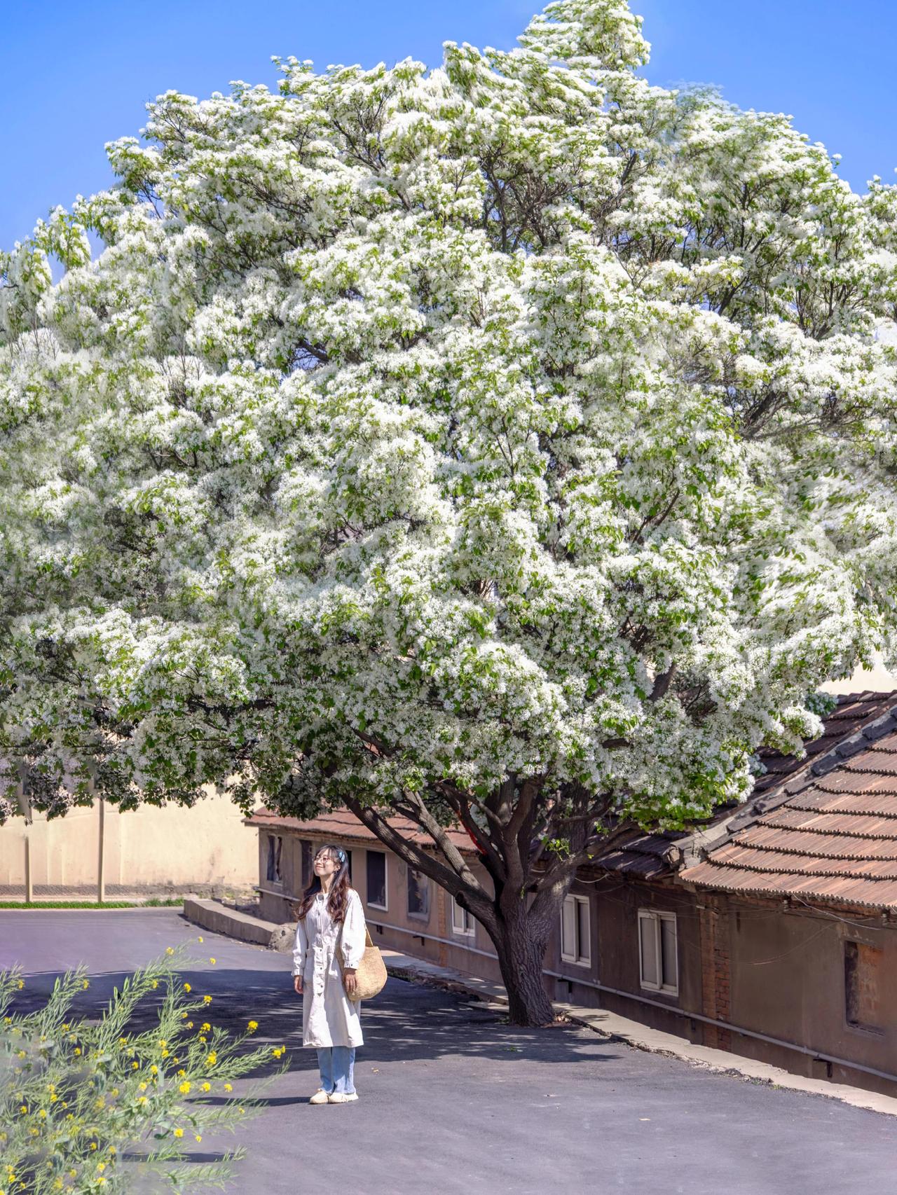 青岛一年四季都有花开，三月樱花、四月玉兰、五月蔷薇、六月雏菊、七月月季……花树下