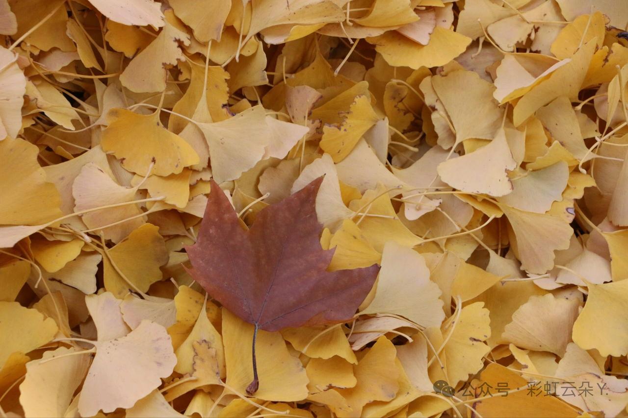 你是否也有过这样的经历：遇到外国人问路，英文很差不知道怎么回的窘迫。公交站我正