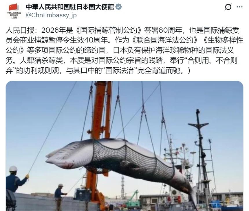 日本，极其虚伪无耻！2026年2月28日，太地町2025/26猎捕季结束，