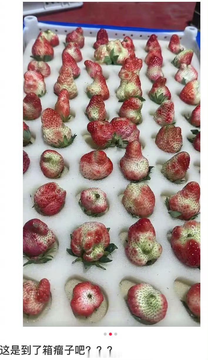 第一次看到一箱草莓毫无食欲俗话说歪瓜裂枣…会不会看着丑吃着甜呢