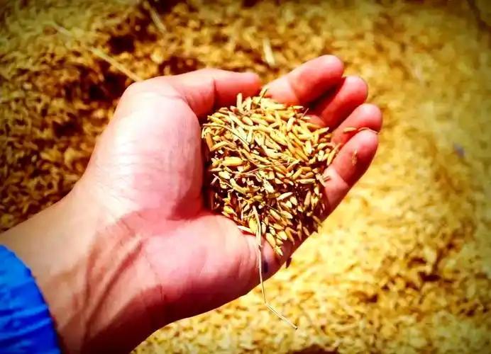 中国每年加工稻谷约两亿吨，光米糠就超过一千万吨。以前这玩意儿干嘛用？喂猪。但在刚