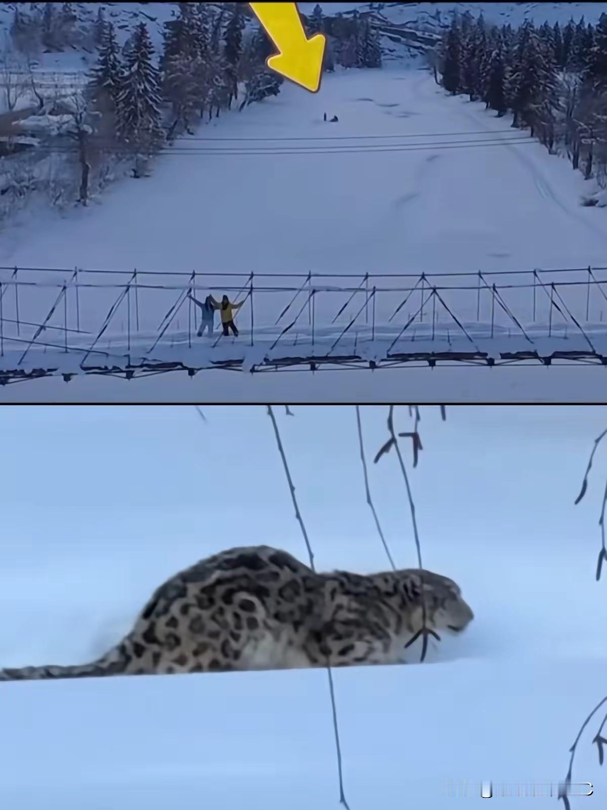 看了奚志农老师的视频，真是气不打一处来。那个女游客嘴硬说没撸雪豹，没主动靠近