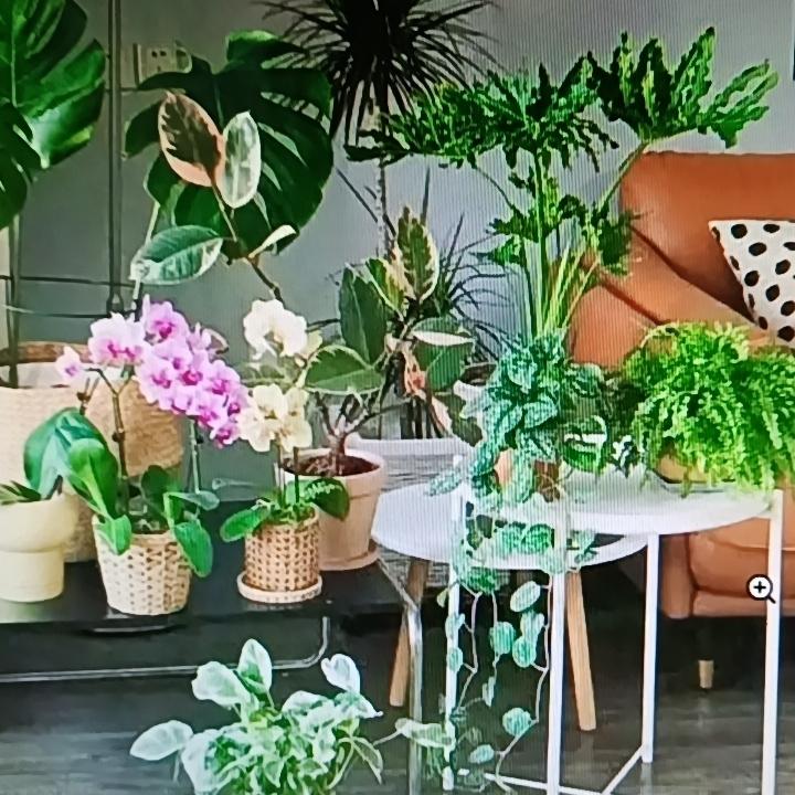 养花是件美好的事，但有些花全株剧毒，很多人养了却浑然不知。比如夹竹桃，它的花朵娇