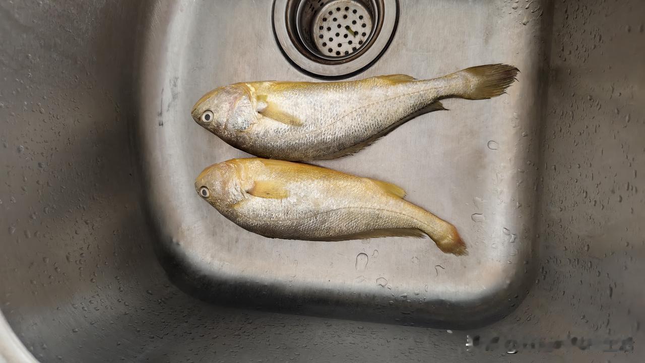 在青岛海泊河早市买的黄花鱼，看看还不错。在青岛有这么个好处，就是靠着大海，吃什么