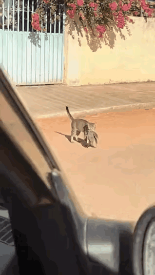 狸花猫今天可神气了嘴里死死咬着只肥硕的大鸟迈着八字步雄赳赳往家走心里