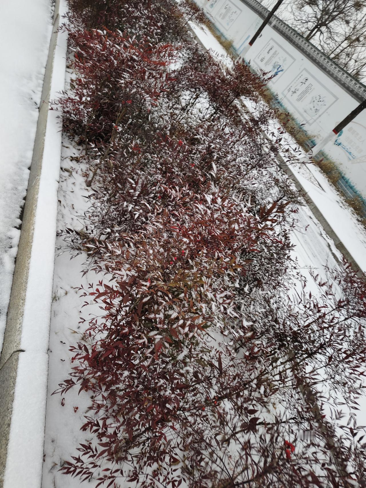 雪地里的“火焰”！这抹冬日红，美翻了整条街一场初雪落下，城市的色彩瞬间变得