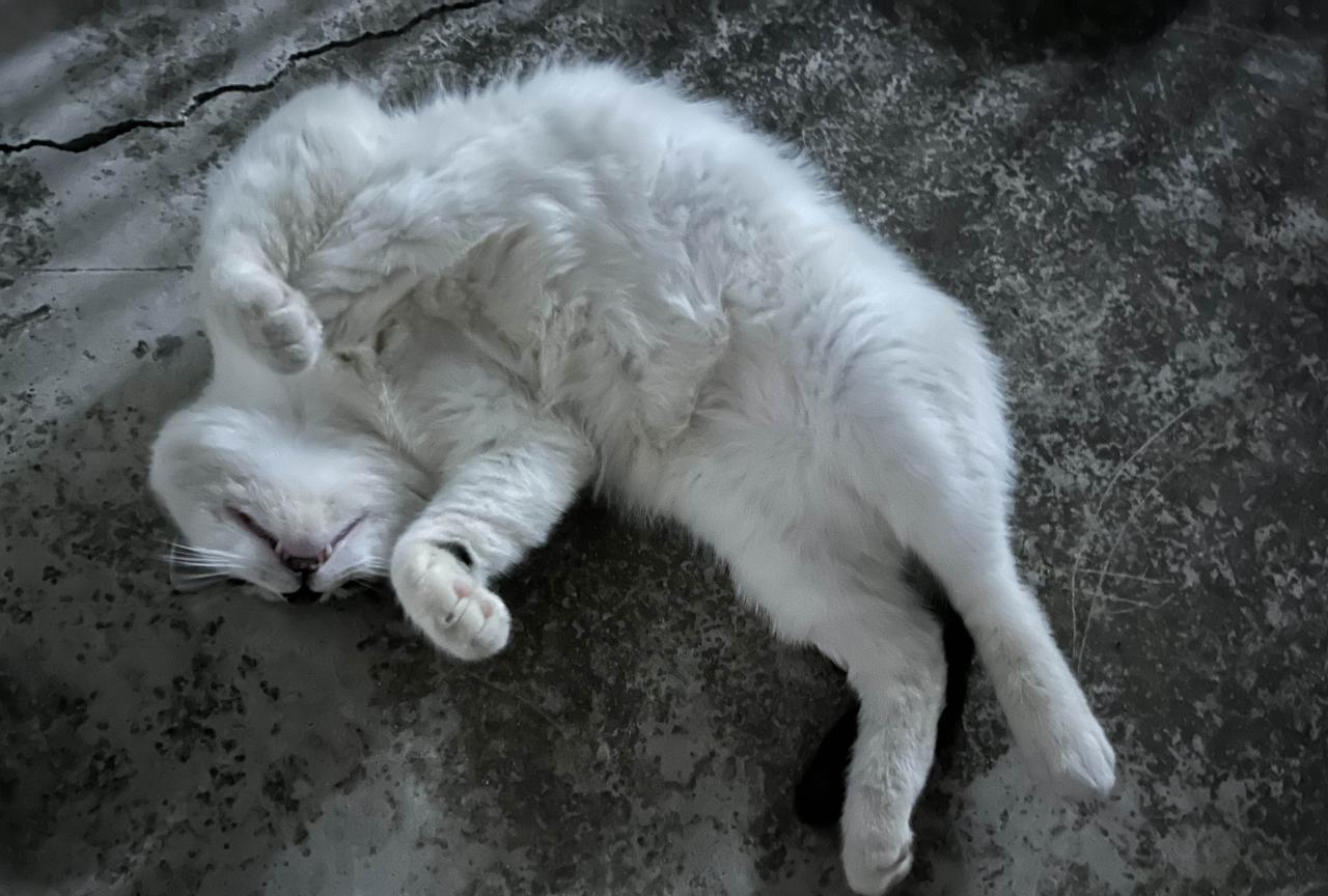 这几张图片能说明我家猫生活的有多幸福吗？能说明它有多信任我吗？