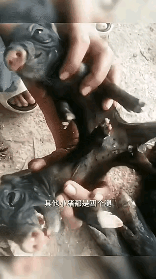 小猪仔也有连体的，大千世界，无奇不有，这两头连体的小猪，后半是连在了一起，两头猪