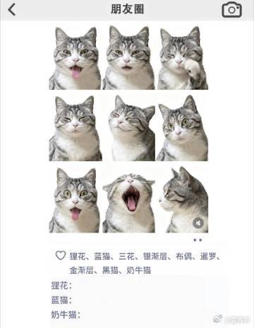猫咪九宫格朋友圈教程还在愁猫咪照片不够出彩？九宫格教程安排上！左上角写明拍摄设