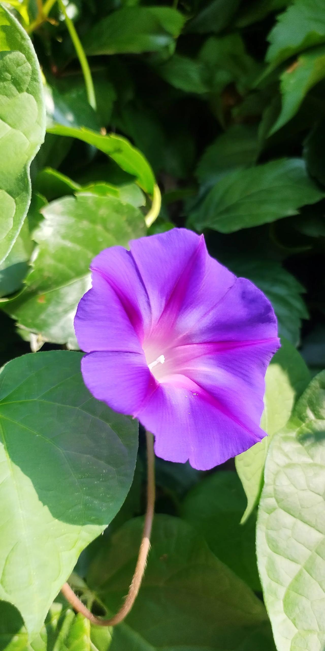 紫色的牵牛花