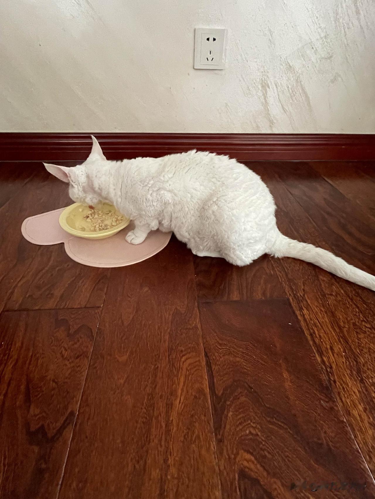 今天拍的，我家的吃肉猫加睡觉猫，看看小猫咪的舒服样，羡慕得很呢！