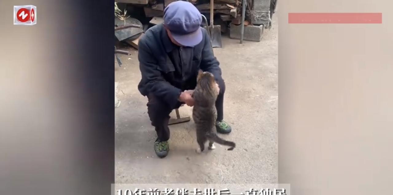 “防不胜防！”近日，一位82岁的老人因为担心自己去世后，家里的几只流浪猫无人照顾