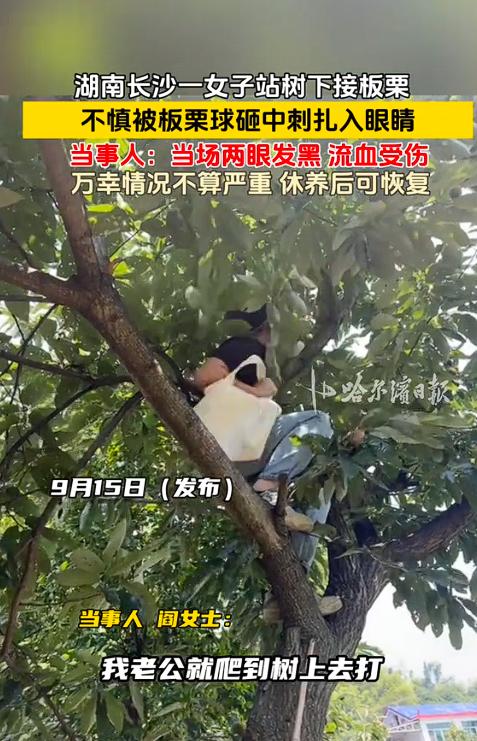 “太吓人了！”近日，长沙阎女士一家上山打板栗，丈夫在树上敲、她在树下捡。丈夫看到