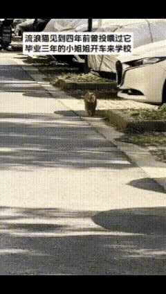 泪目了！一位小姐姐读大三的时候，在校园里遇到了一只流浪猫，善良的的小姐姐就随手投