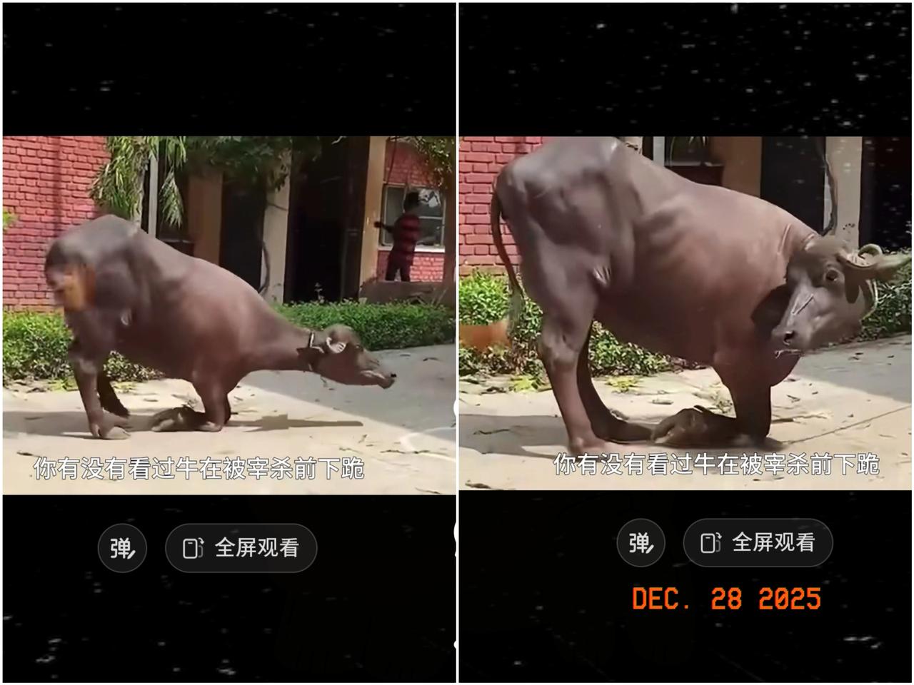 科学的尽头是玄学，真的不能不信。昨天晚上吃饭时，80岁的父亲说，他又梦见我们家以