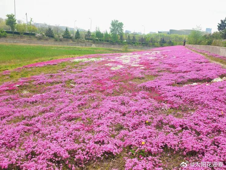 五月的春城，迎来了百花争艳的盛景，走在其间，真的如同走在画廊中～​​​
