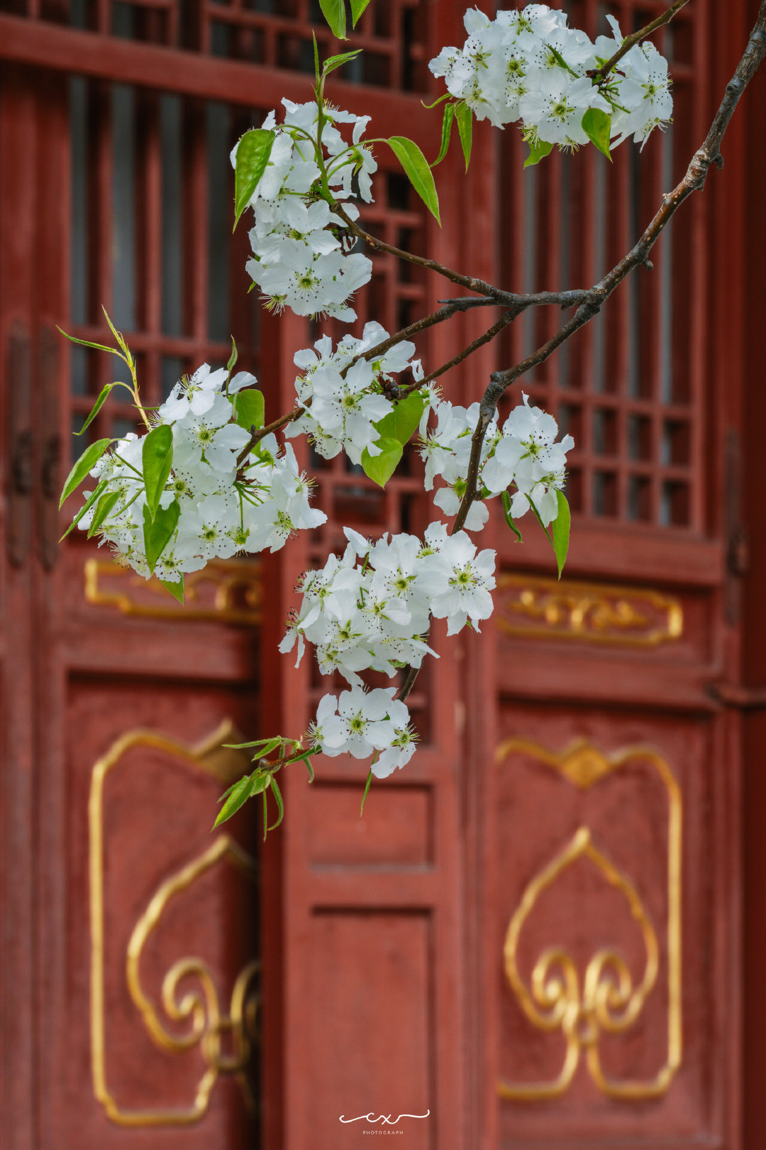 朱牆白雪，梨花正好。📍故宮•壽康宮📸2026-03-31摄影北京春意渐