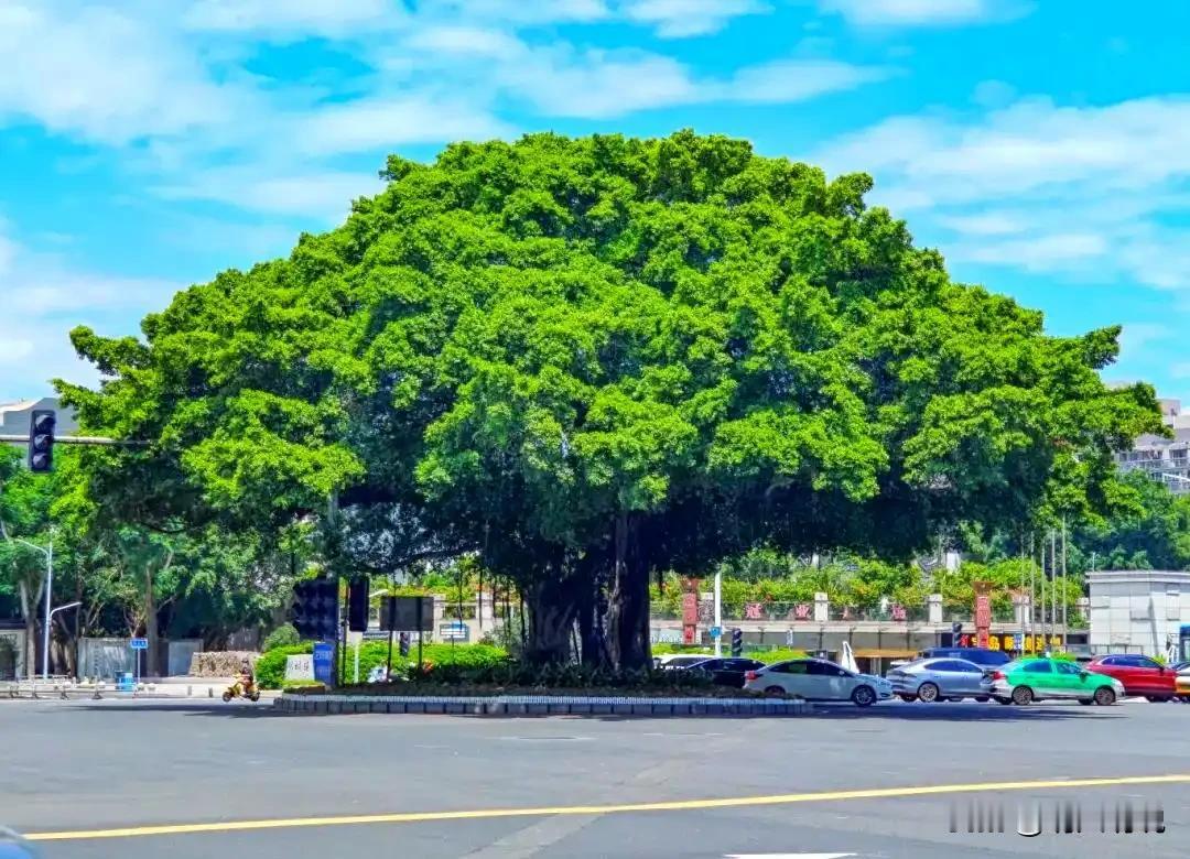 福州为何叫榕城？千年古榕，古人对抗酷暑的智慧如今大家常说的新四大火炉，分别