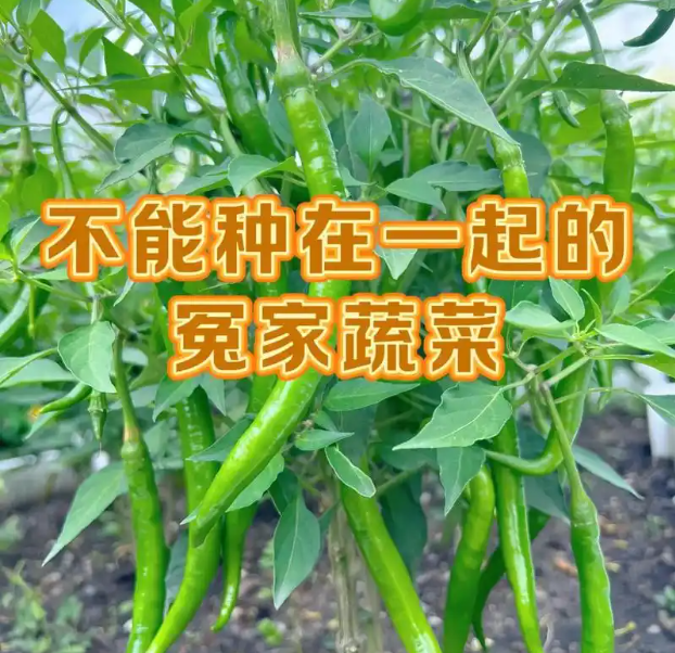 蔬菜也有死对头, 这些蔬菜都不能种一起, 种错了品质产量都受影响