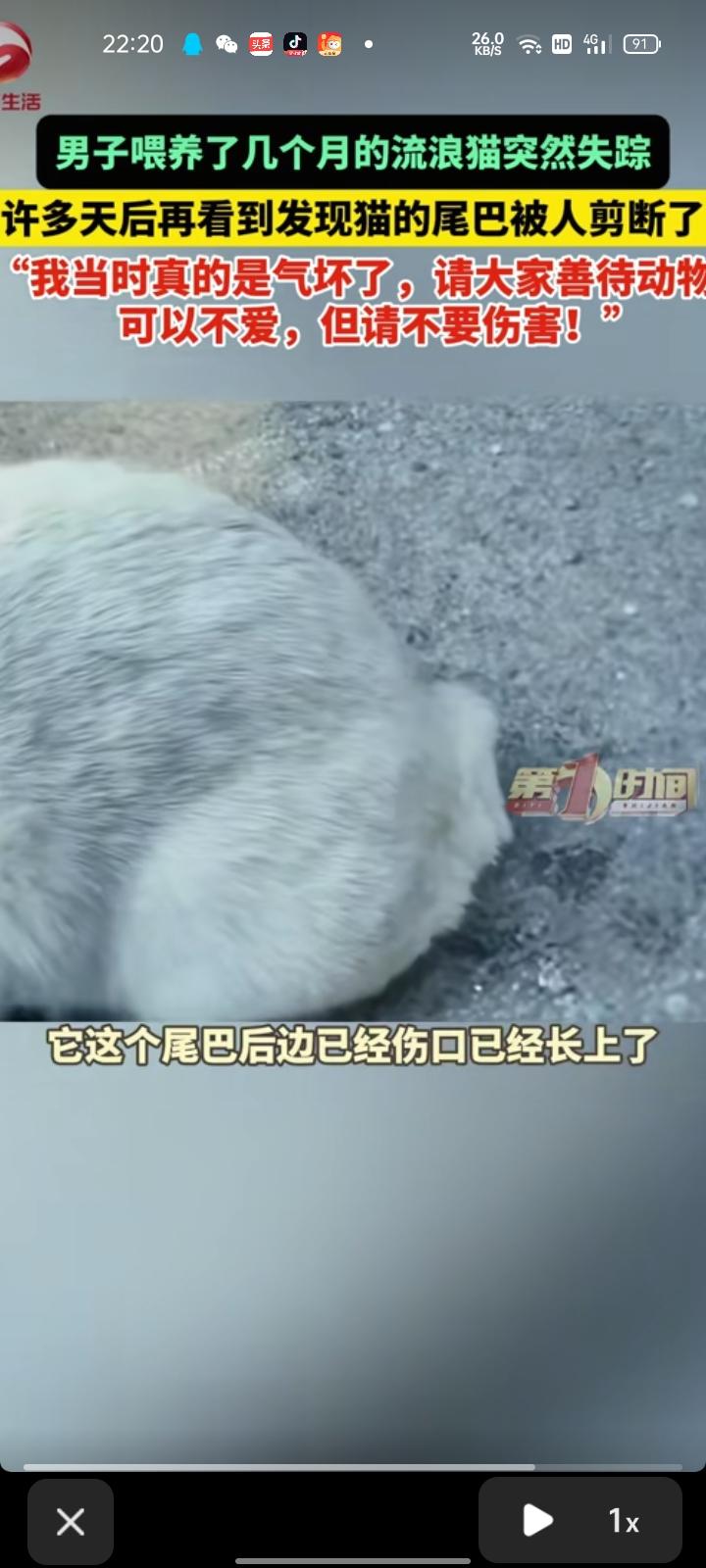 5月13日，辽宁沈阳。男子喂养了几个月流浪猫突然失踪，许多天未见后再看到发现，猫