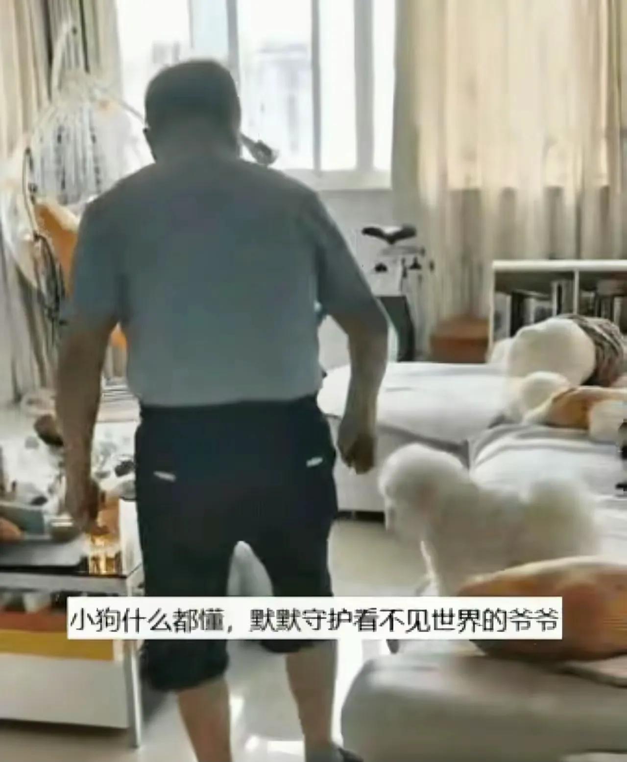 “太通人性了！”江苏，爷爷眼睛看不见，每次走向沙发时，狗狗就像是装了雷达一样，在