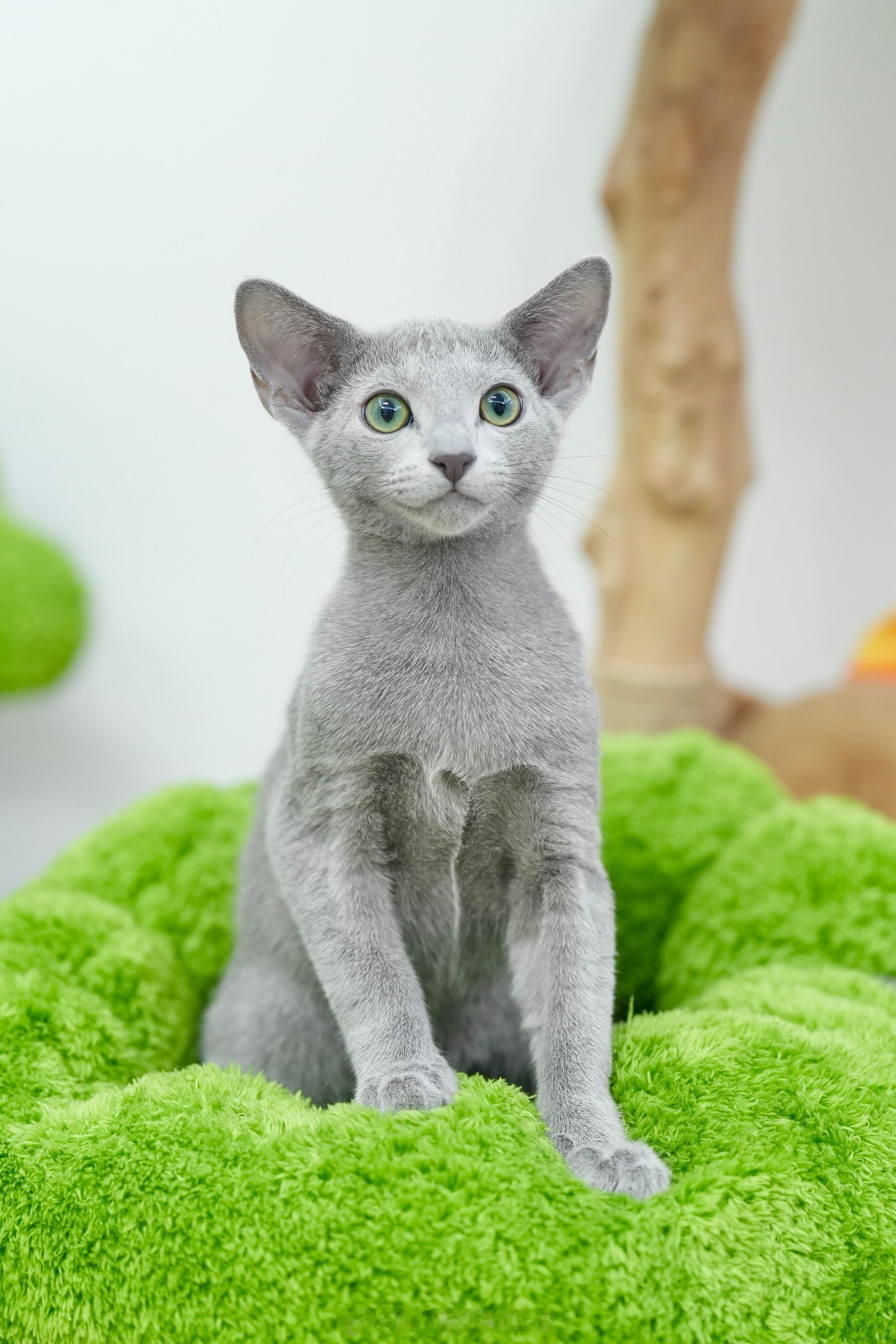 俄罗斯蓝猫俄罗斯蓝猫cfa俄罗斯蓝猫俄蓝照片是3周以前拍的📸小猫处于快速生长