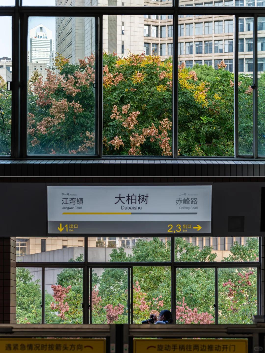 上海有个地铁站，叫大柏树。虹口和杨浦交界，3号线经过。站名挂在那儿，很多人以为，
