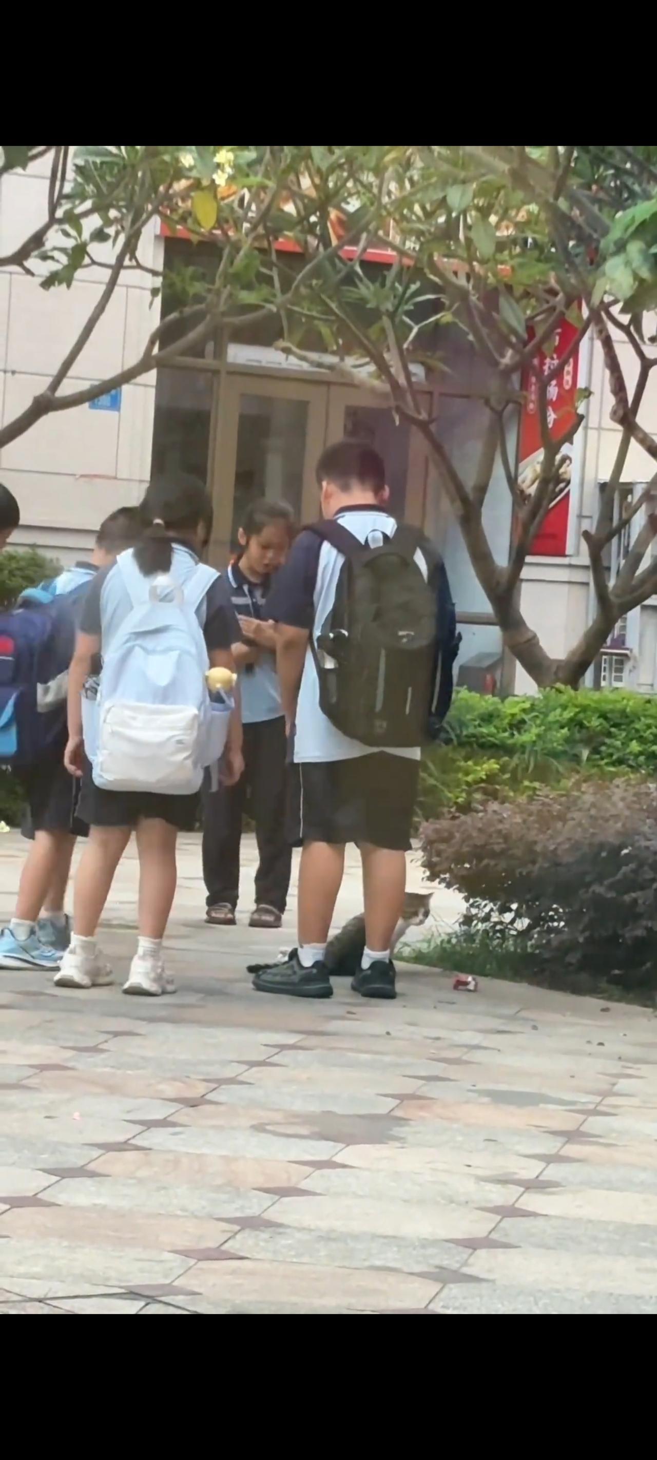 一只流浪猫在过马路的时候，不小心被疾驰而来的电动车当场压断了她的一只后腿！此