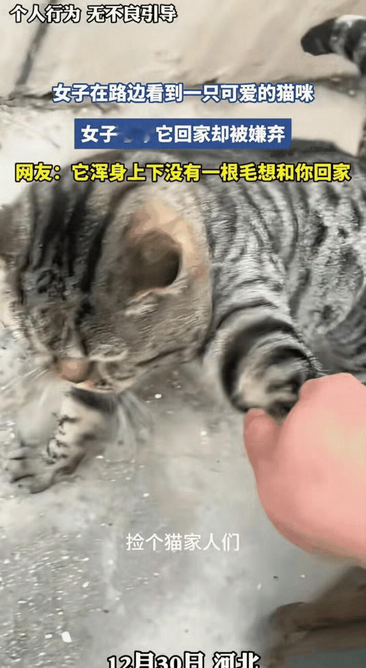 何必强猫所难！这只胖狸花的抗拒，戳中了很多人的善意误区谁懂啊！路