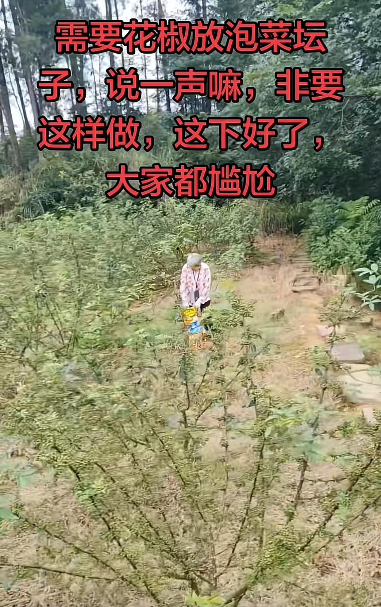 近日重庆，网友是种植花椒的，一位老人来基地偷花椒被网友当场逮到，面对网友的询问，