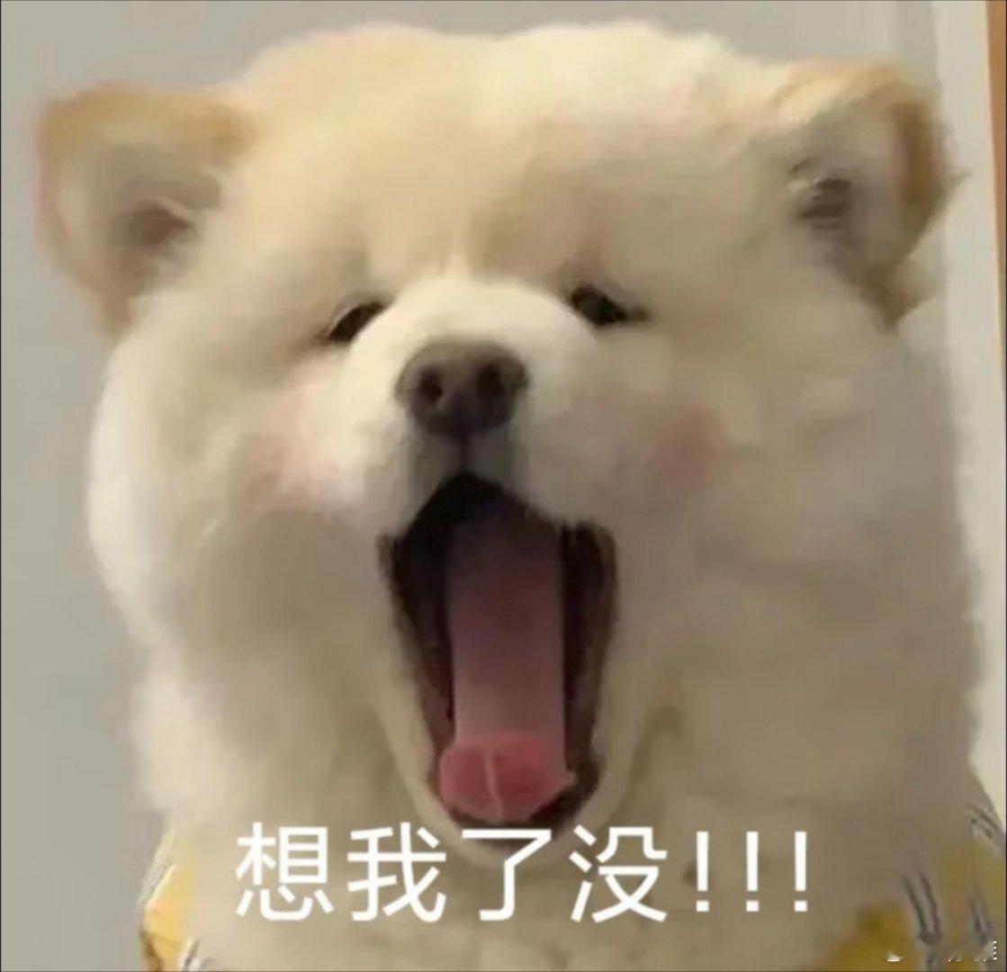 猫咪表情包。