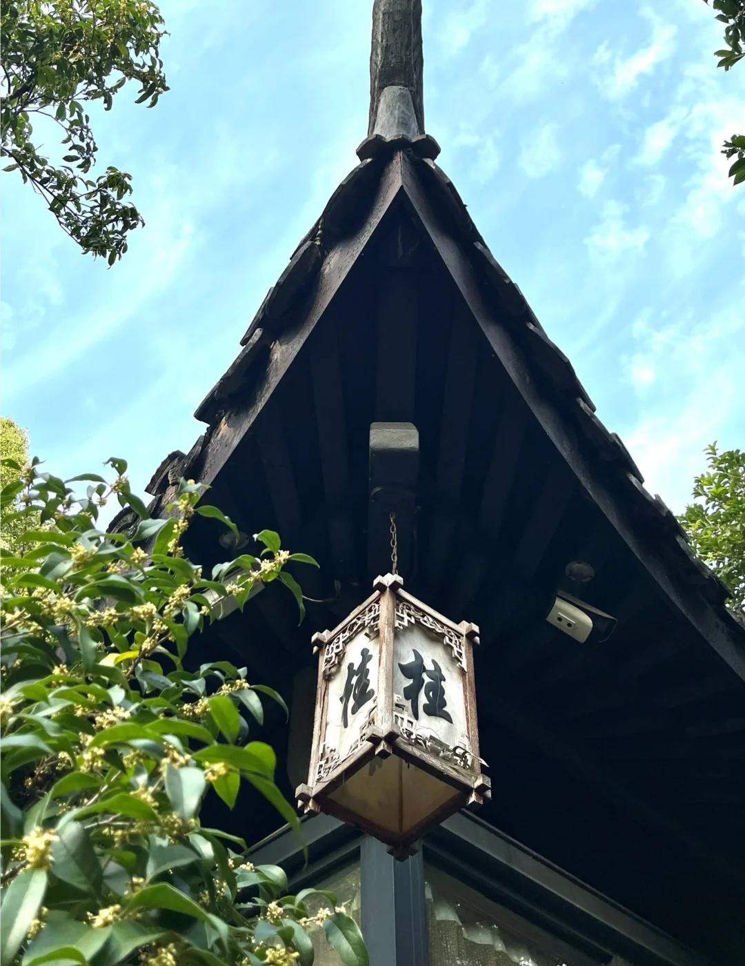 九溪→满觉陇这条线，谁走谁夸爆！！！10月29日周五📅今天刚刚走了九溪到满觉