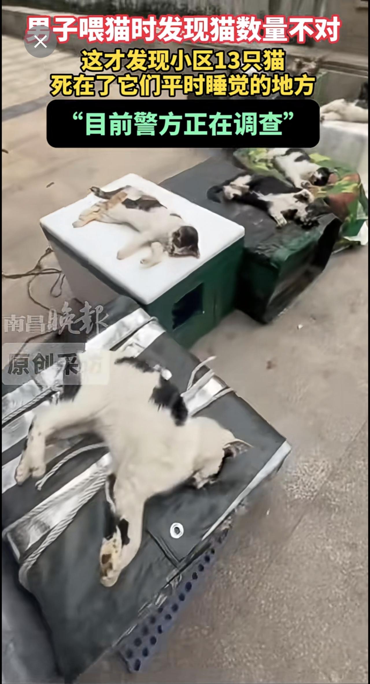 3月8日（原创采访时间），湖北武汉，男子喂猫时发现猫数量不对，这才发现小区13只