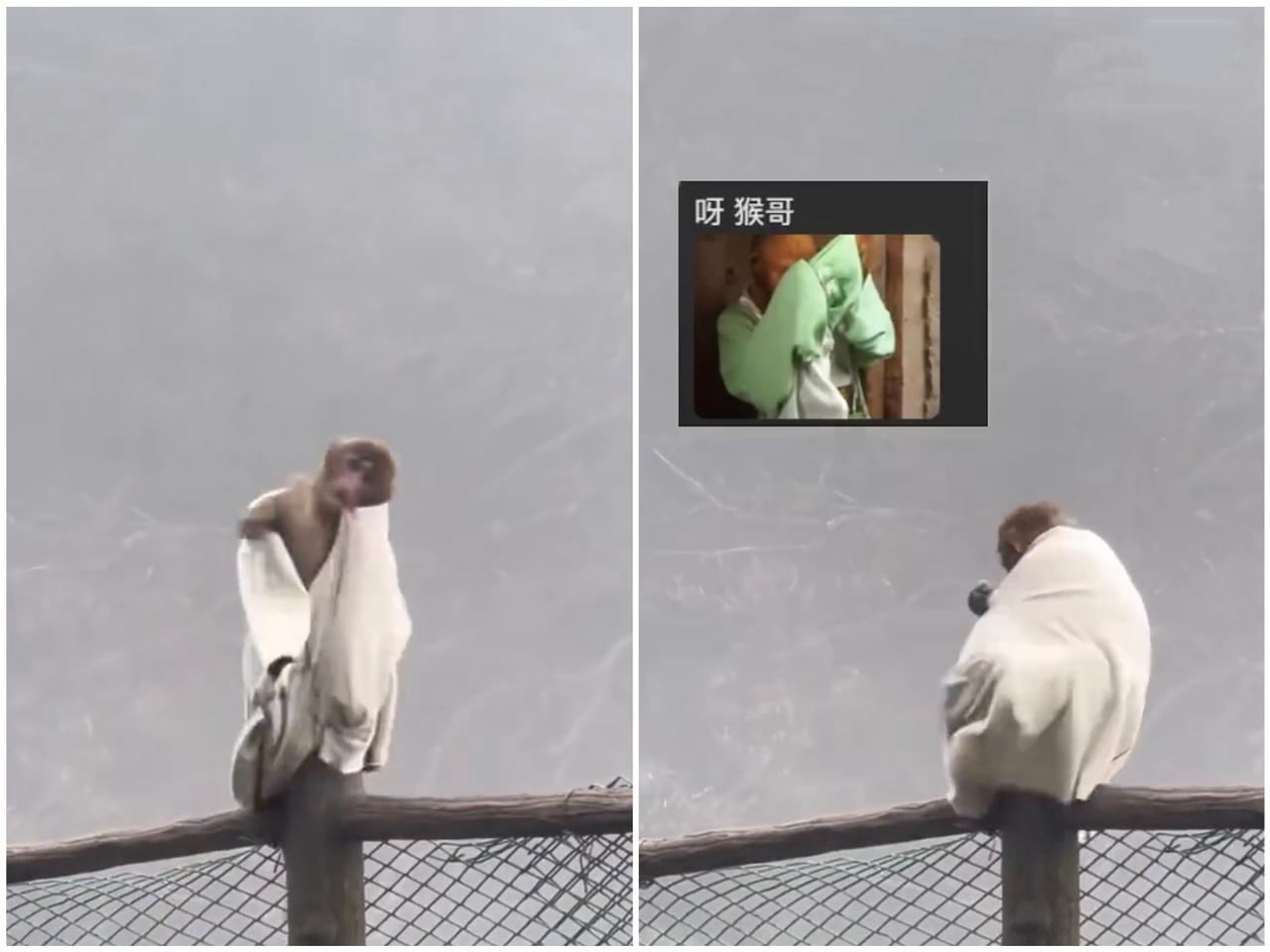 四川峨眉山清音阁猴区，3月26日，一只幼年藏酋猴抢走了游客的一件外套，这件事没什