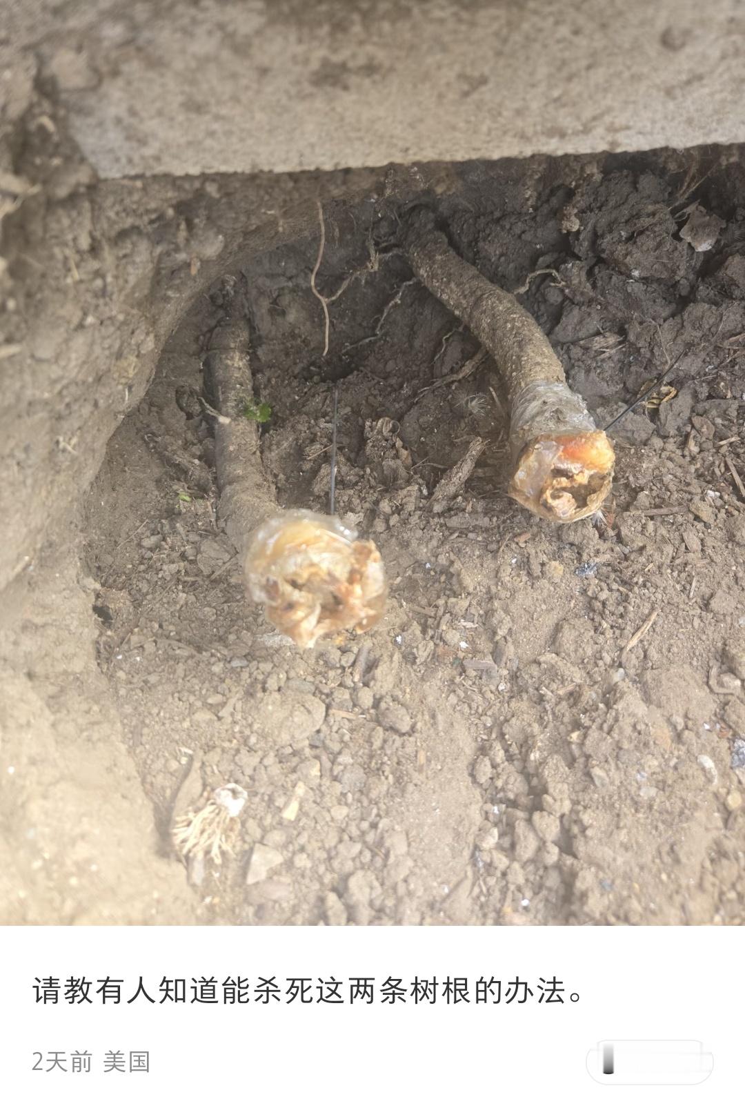 贴主问怎么消灭这两个树根，评论区：浇水施肥，悉心照料[笑着哭]​​​