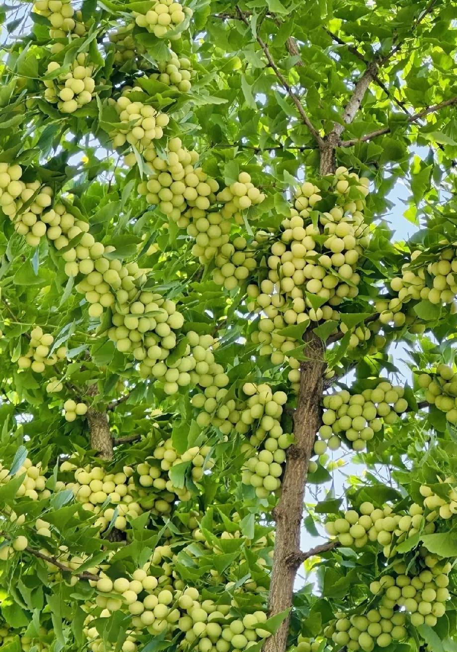 来个河南人说一下这是什么果？