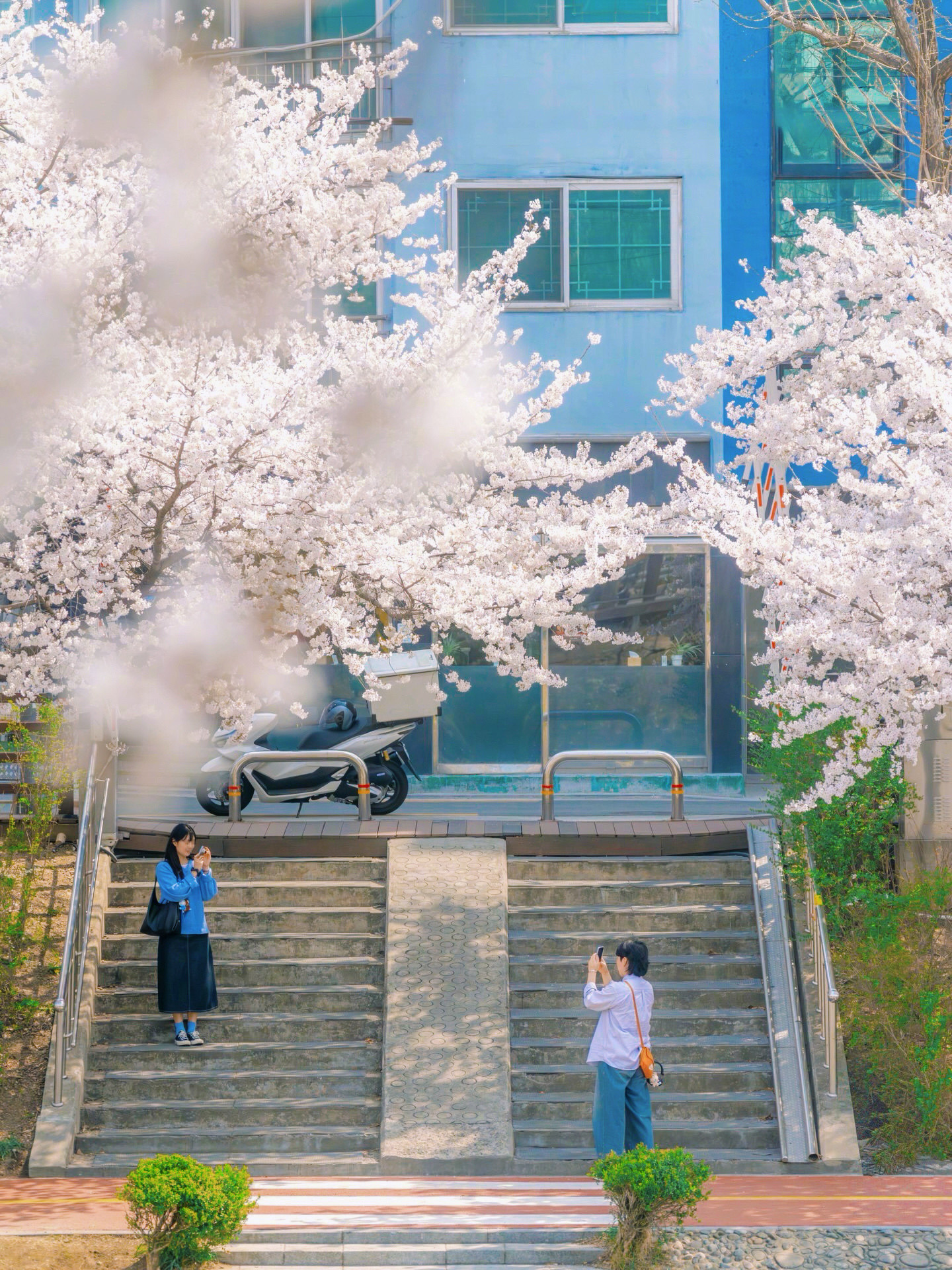 樱花季🌸—-首尔街头绽放的樱花🍃🌸