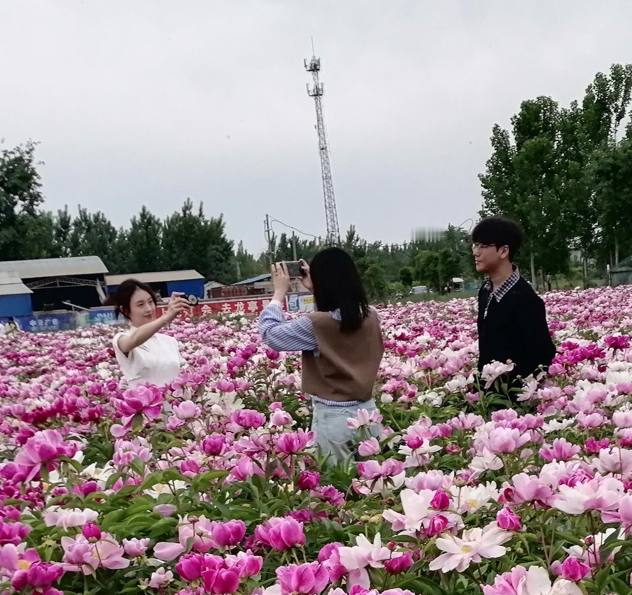 五一，回到老家，看看我们村庄的芍药花。万花丛中，两个美丽的女生正在对拍，一个英俊