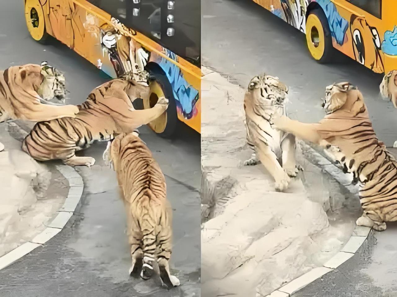 老虎死咬观光车轮胎不放，同伴劝架反被怼“炸毛”，网友：这虎是真虎！辽宁一野