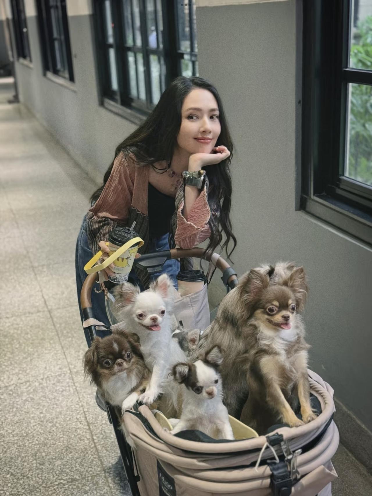 郭碧婷晒与狗狗合照，照片中的狗狗都很开心，每一只长得都差不多。郭碧婷结婚以后