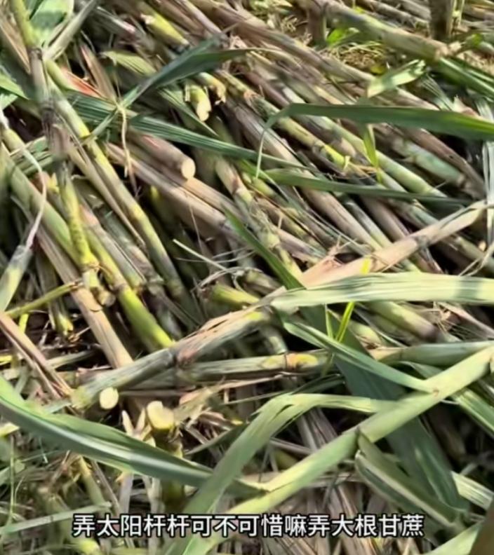 四川偷甘蔗翻车了，快要偷不成了，让大家去偷，不是让大家去抢，看这现场，弄的跟强盗