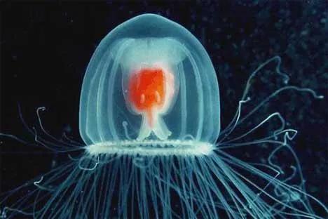 地球唯一的不死生物灯塔水母被认为是地球上唯一的不死生物。它具有独特的生物学