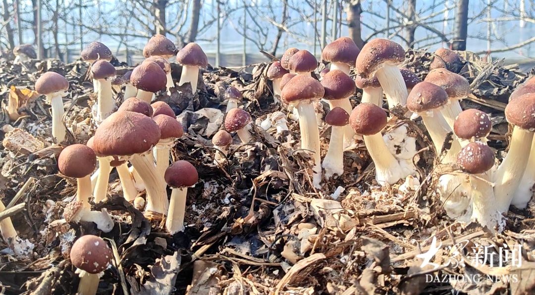 特色种植如何“种”出产业新生态? 看林下赤松茸与草莓园的“共富密码”