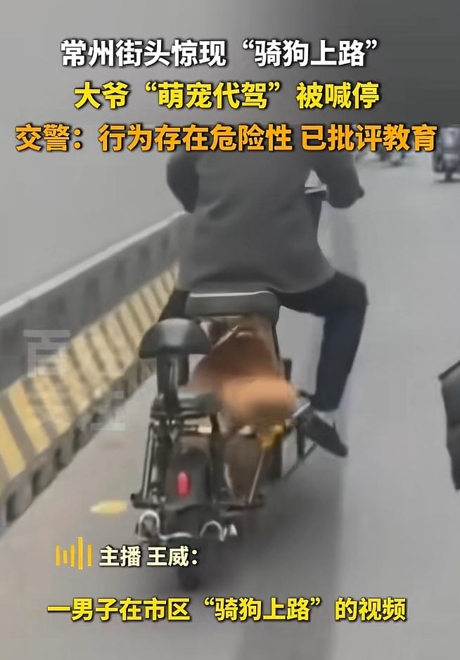 万万没想到，近日江苏常州，女子上班通勤，发现前面一位老大爷的电动车上有个黄色身影