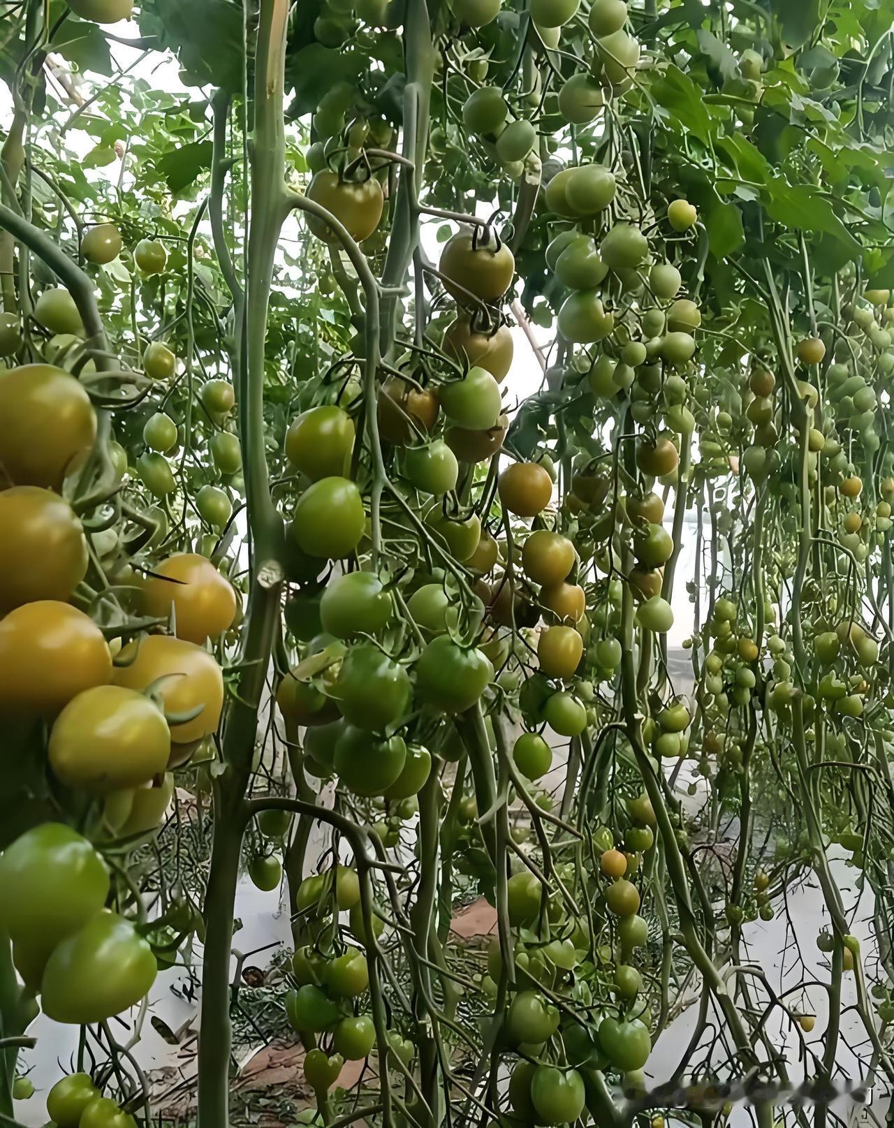 小番茄（圣女果、青口密）这样管理，挂满果像瀑布吃到爽！养瀑布小番茄，打叉和