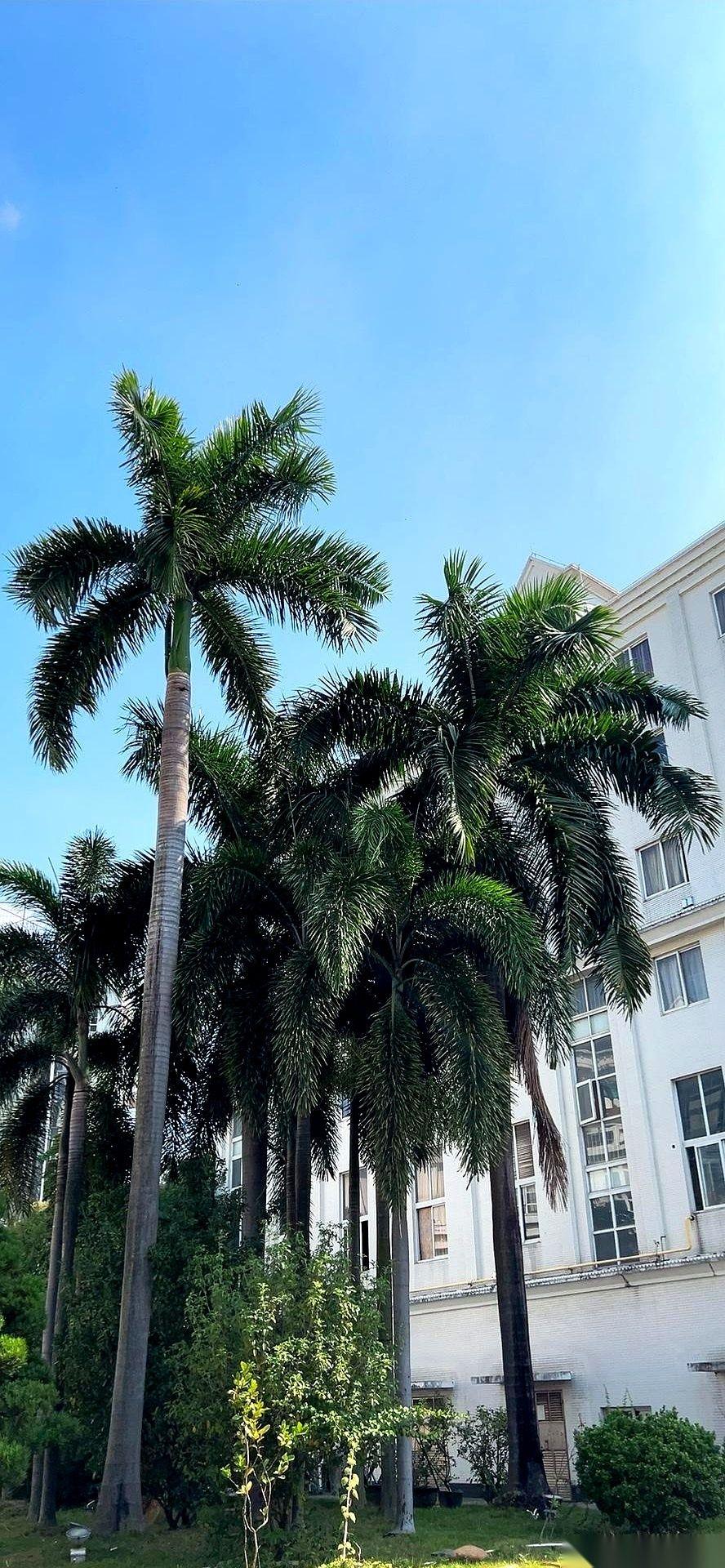 我一个上海人，在江门住了一个月，竟然找到了徐家汇的感觉。你敢信？本来对江门没