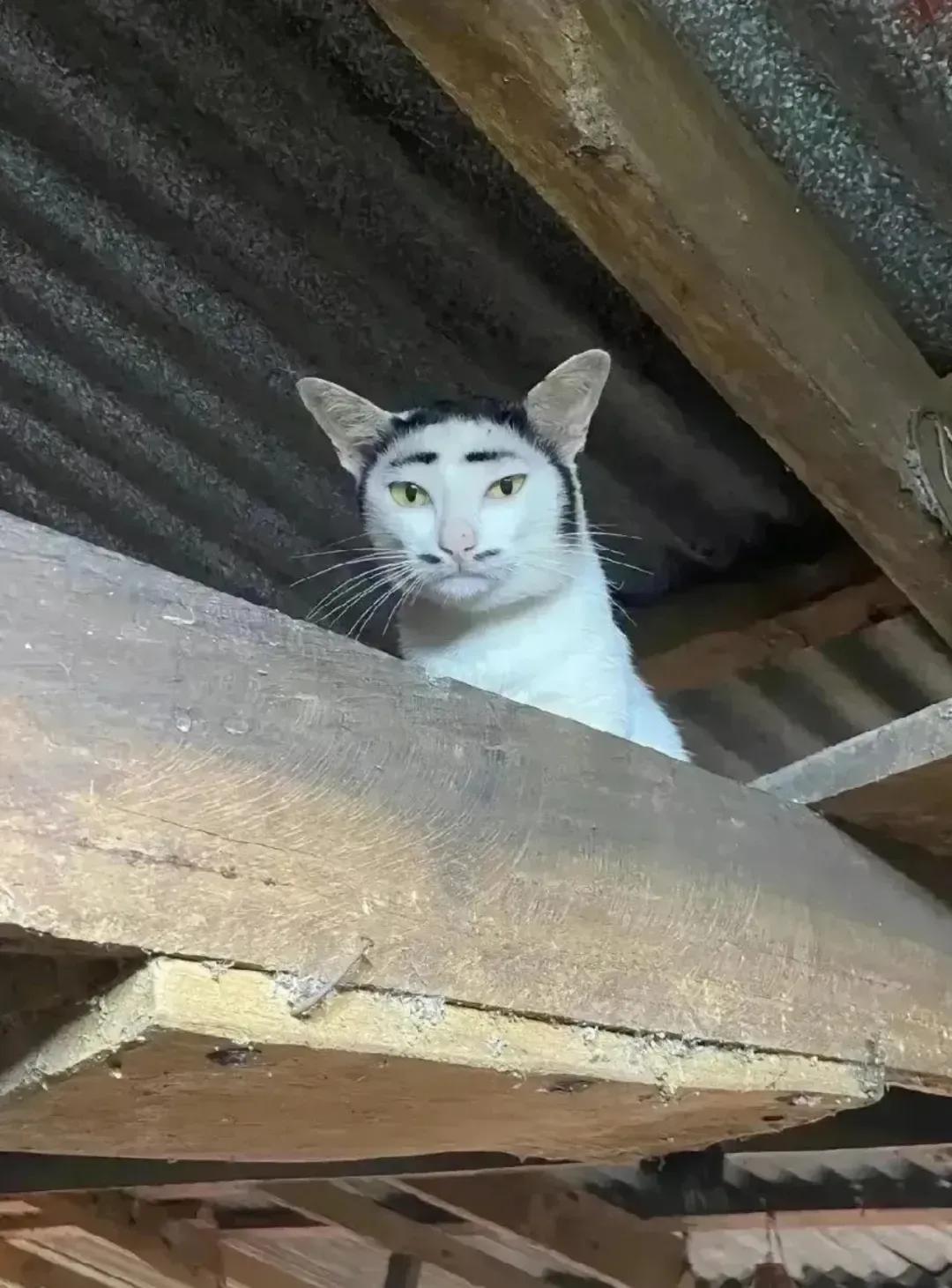 都说我家的猫长得像人而且很丑！我表示不服，这浓眉大眼的还留着漂亮的小胡子，哪里丑