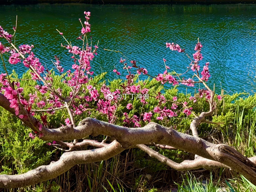 你知道北京北护城河吗？这里的春天花红柳绿，碧水花红，满眼皆艳丽，步步有美景。摄影