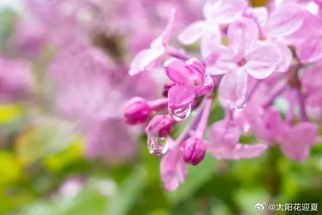 长春的丁香，醒了！成簇的丁香如祥云低垂，洇染成“香雪海”画卷，微风过处花枝轻颤，